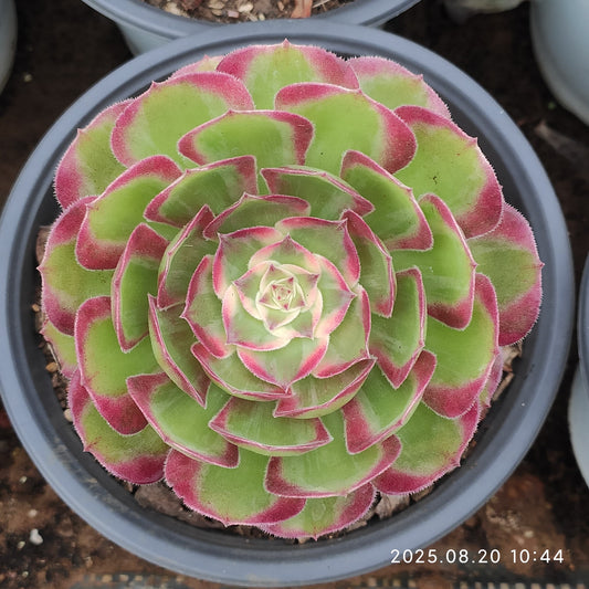 YF409 クラウド?ロータス （15cm pot）