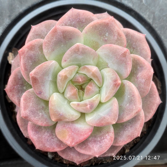 MMY1043 スノーハイビスカス（9cm pot）