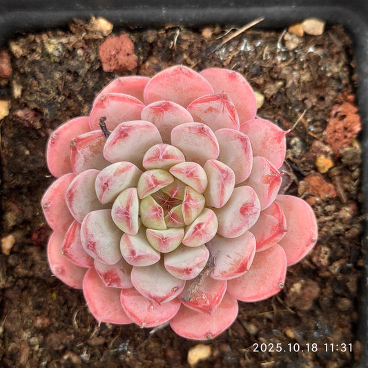 YBB214 ホワイトミニマ（7cm pot）