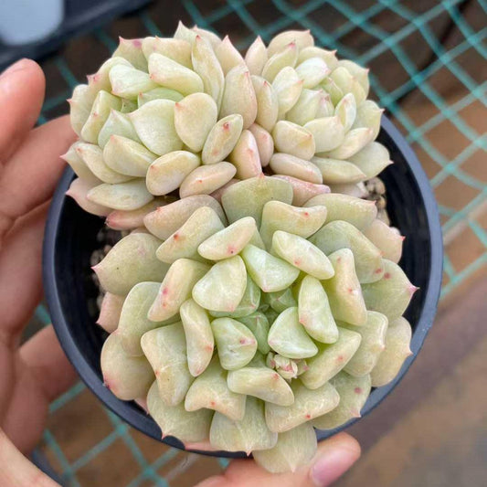 22757 ロック　シュガー　ミント