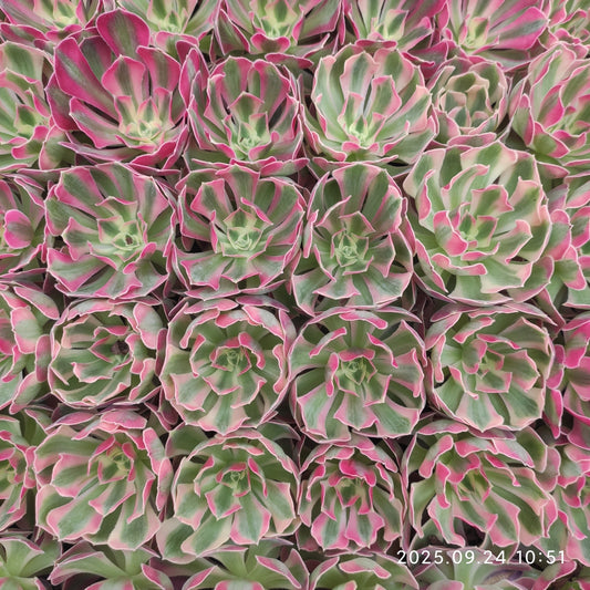 ON630 フラワリー　ライフ（7cm pot）