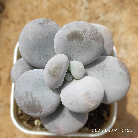MMY600 オビフェルム （6cm pot）