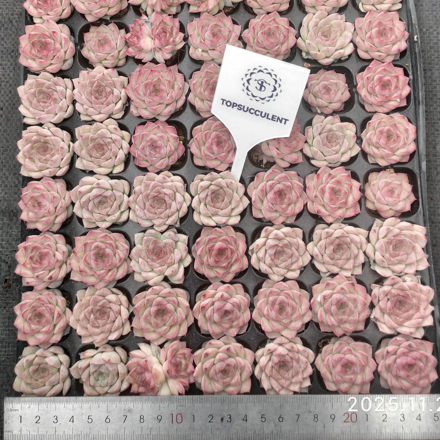 22136  クイーンオブピーチ（3cm pot）（ポット苗）