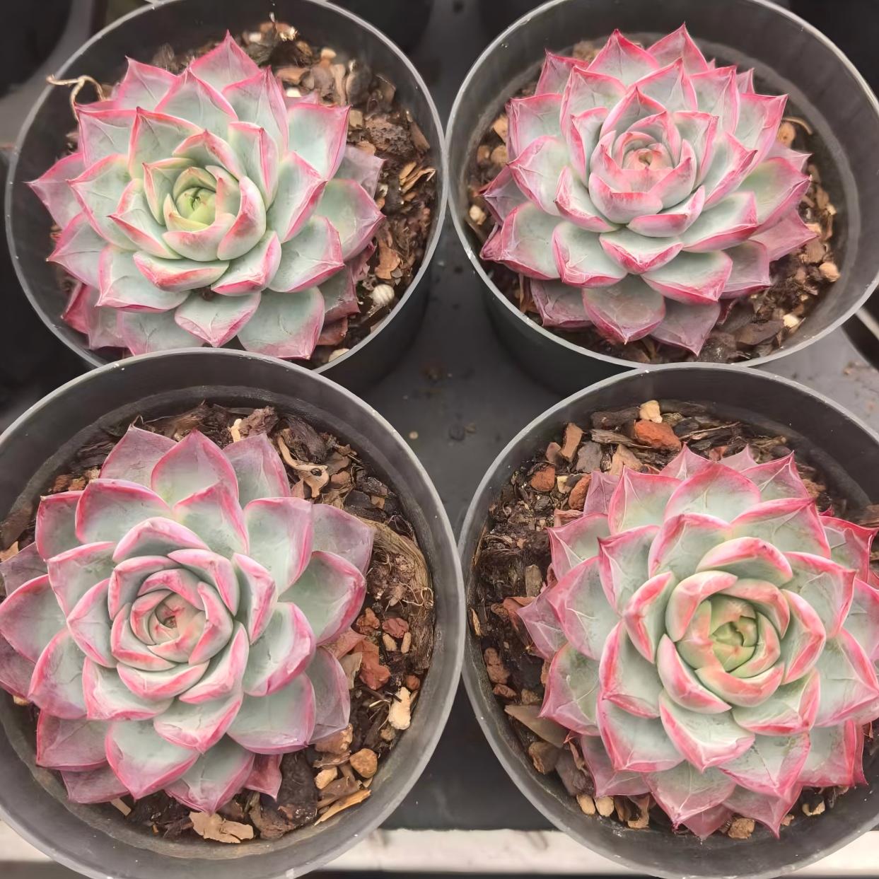 XY057 シーウィード（7cm pot）