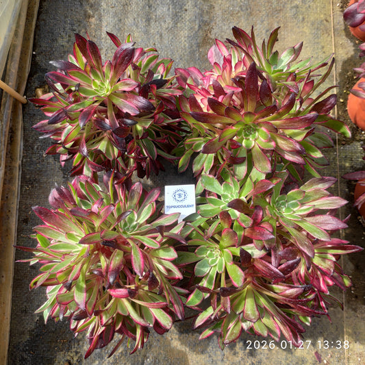 25472 アエオニウム　コッパーポット