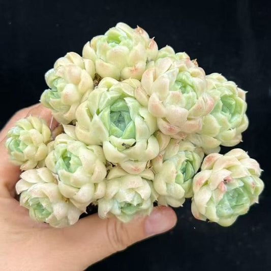 BL2060 ヒューミリス（9cm pot）
