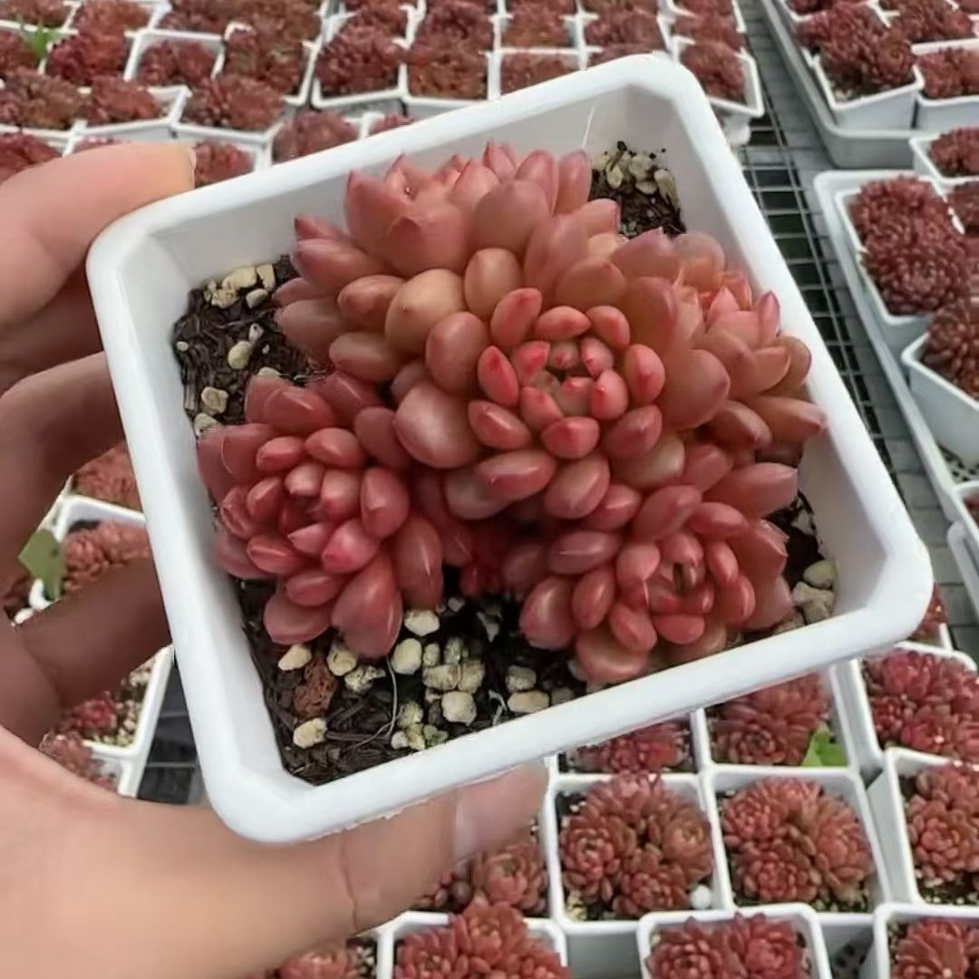 21989 ピンクルビー（9cm pot）