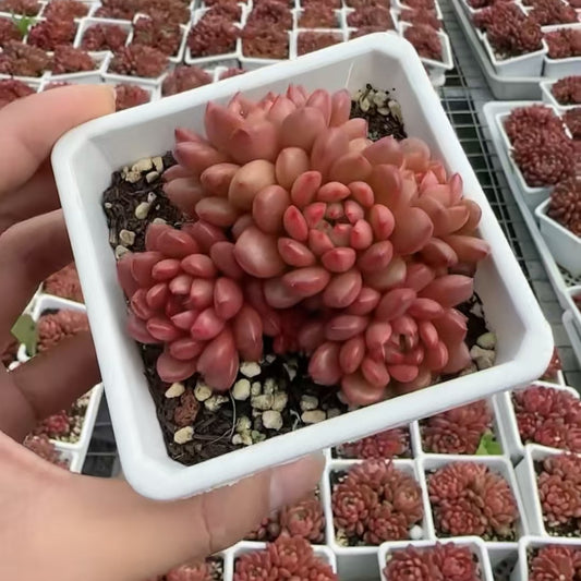 21989 ピンクルビー（9cm pot）