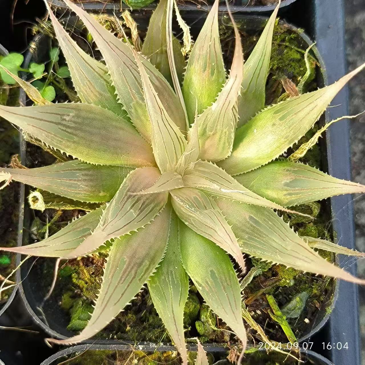 13150 ダヴィディ