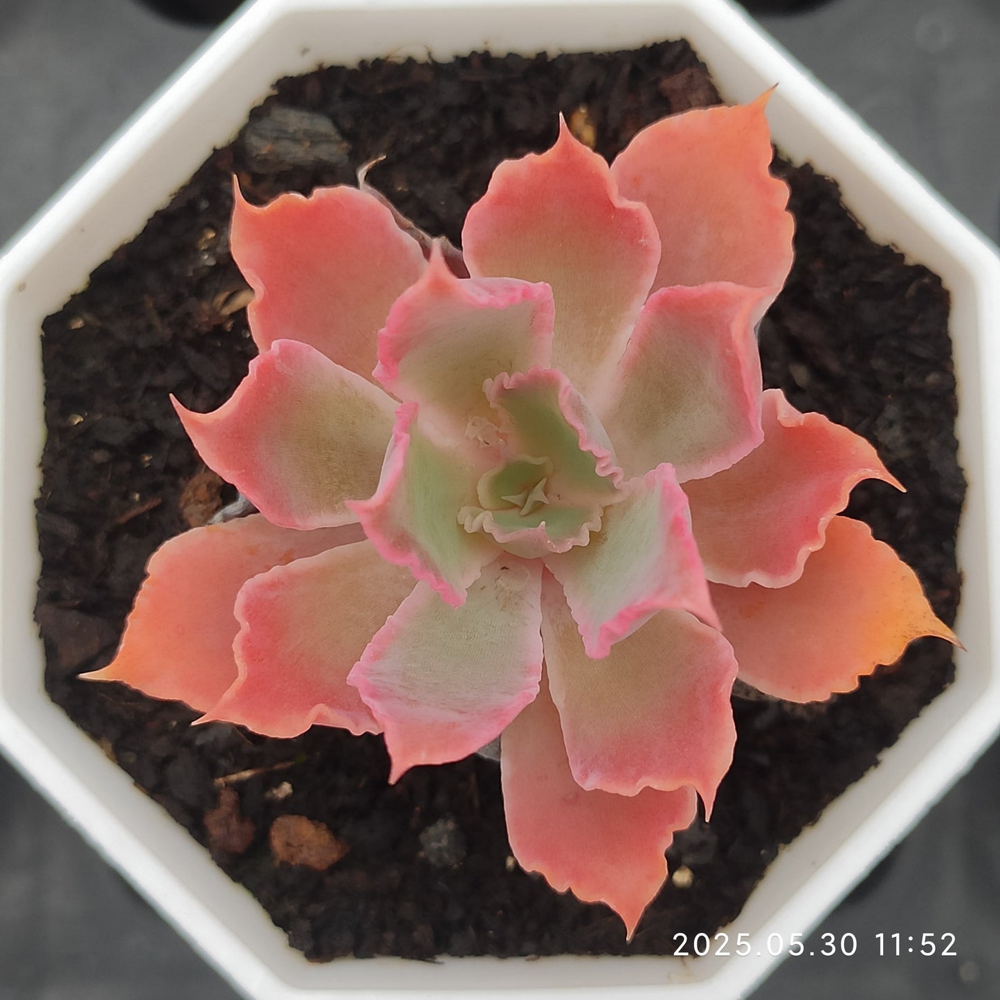 YBB257 ネオンブレイカー（7cm pot）