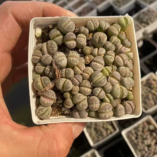 YNLH028-POT ジャリー　ファラーリー（7cm pot）