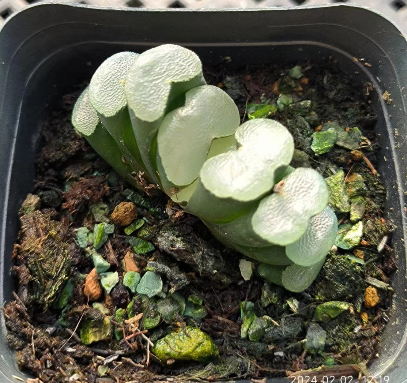 7353 白磁レンズ ハクジレンズ