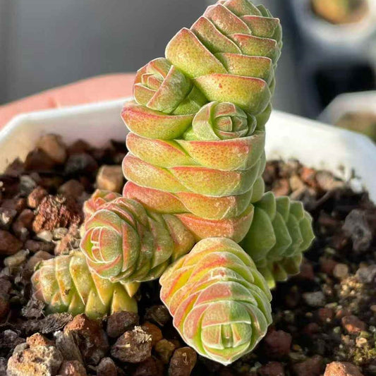 23634 クラッスラ　コルメッラ