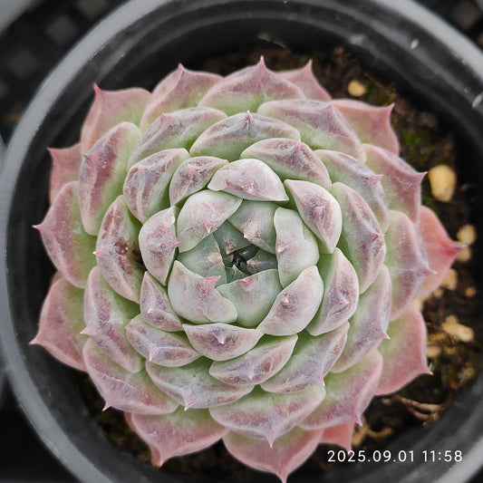 QN554 ポセイドン(9cm pot)