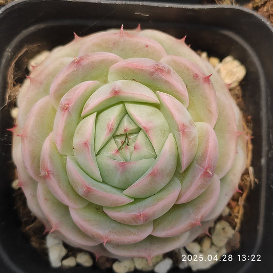 XQ578 ピーチ(7cm pot)