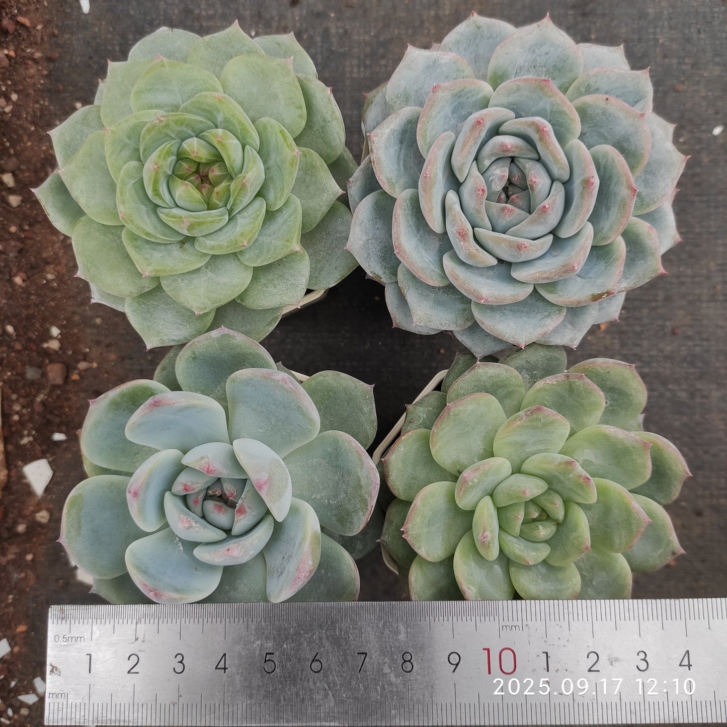 NGN337 ピンク　ドユー（7cm pot）