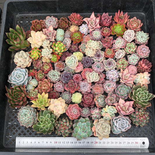 17856 ミックス苗 (穴トレー苗) 03