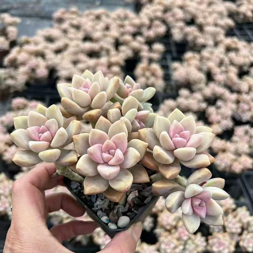 23185 淡雪（7cm pot）