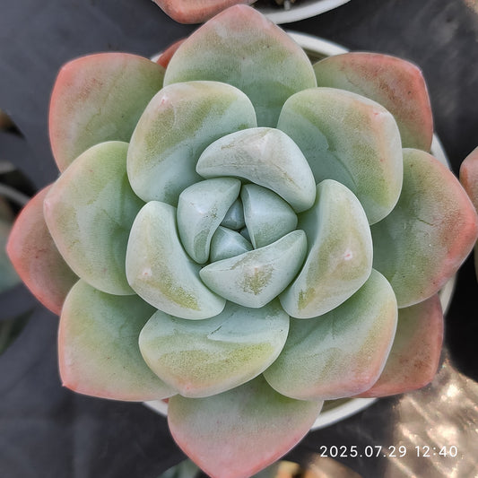ZZA100 アイス　グリーン(5.5cm pot)