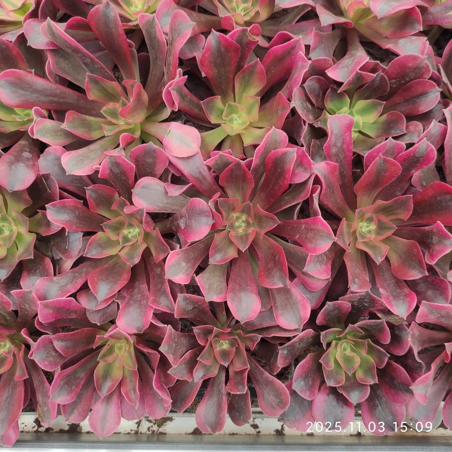 22304 レーディー　フレンド（6cm pot）