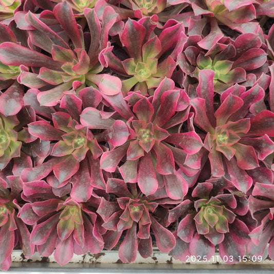 22304 レーディー　フレンド（6cm pot）