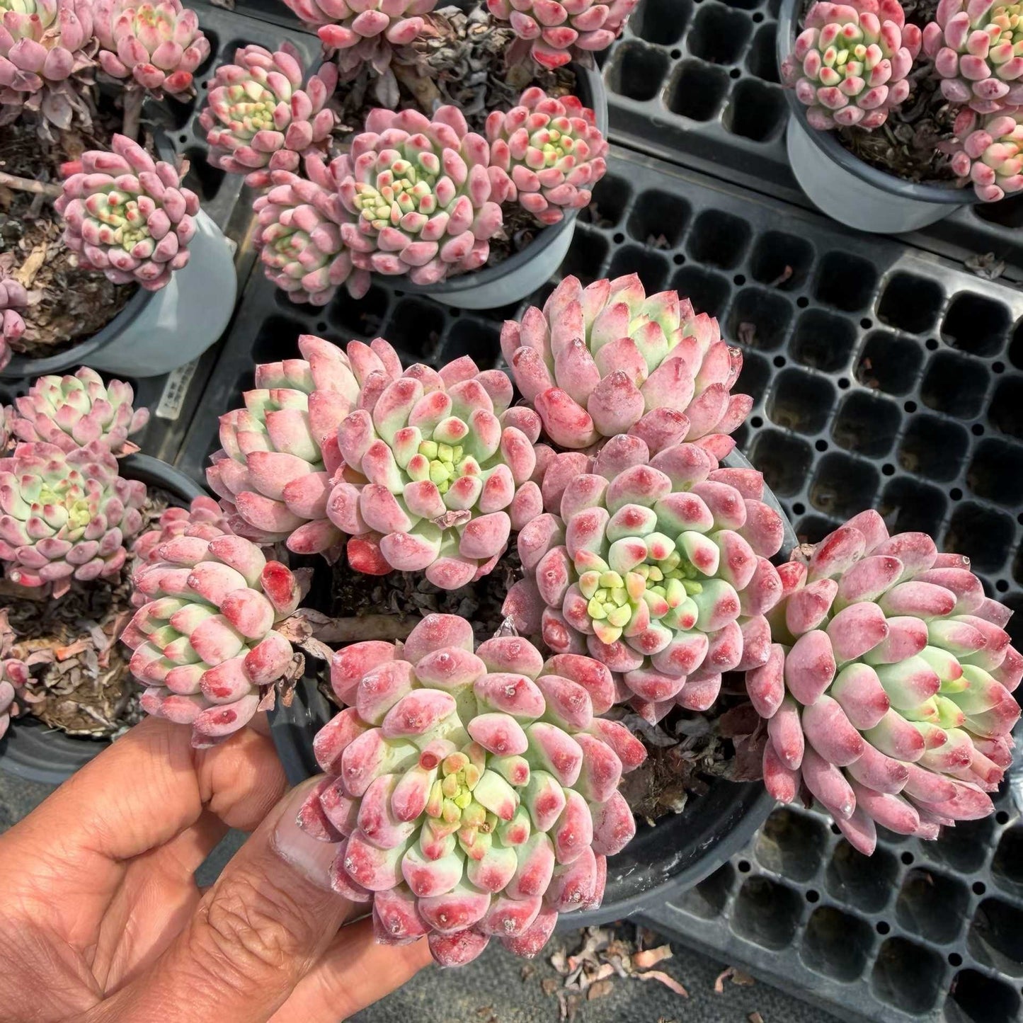 24752 ブルーエルフ