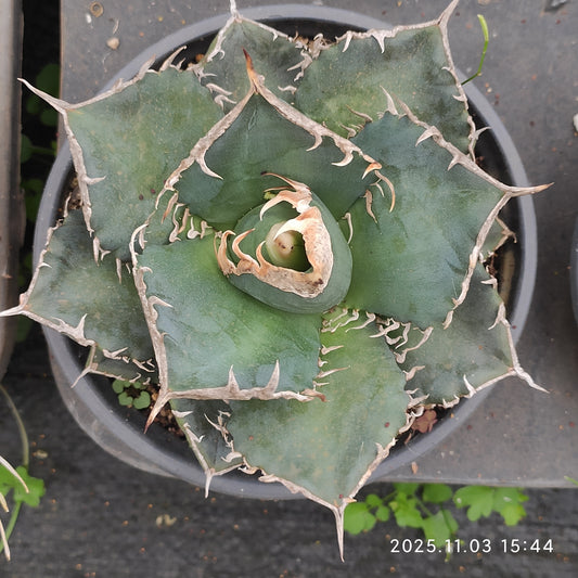 21322 チタノタ　ウィアウルフ（12cm pot）