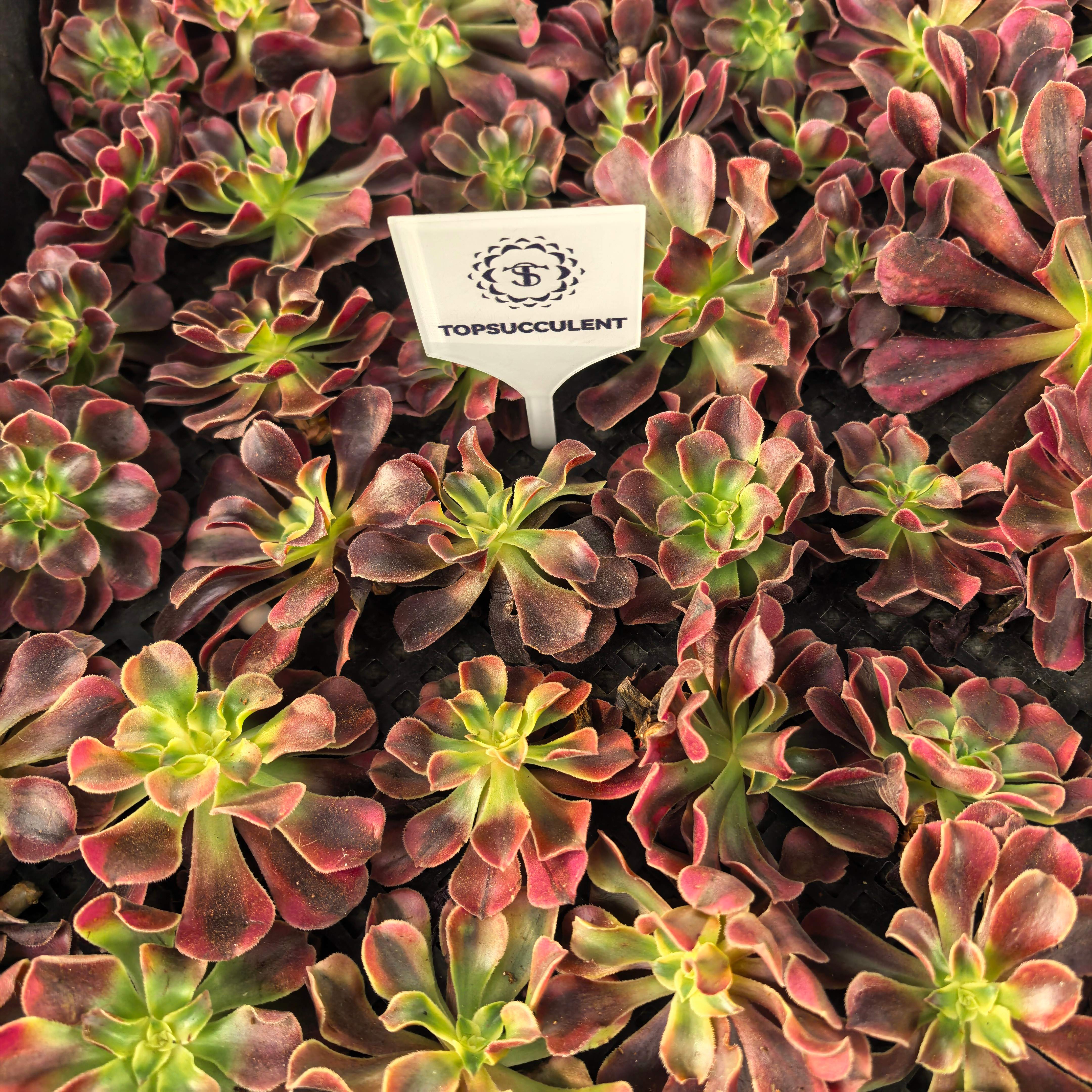 アエオニウム（カット苗） – Top Succulent®