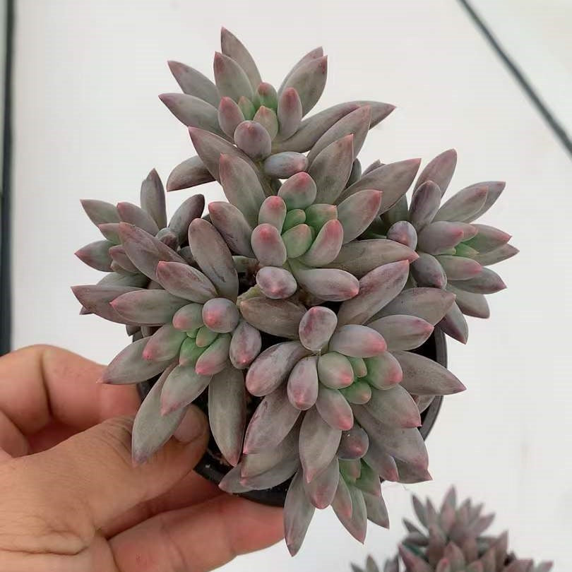 27154 クリスタル ボール