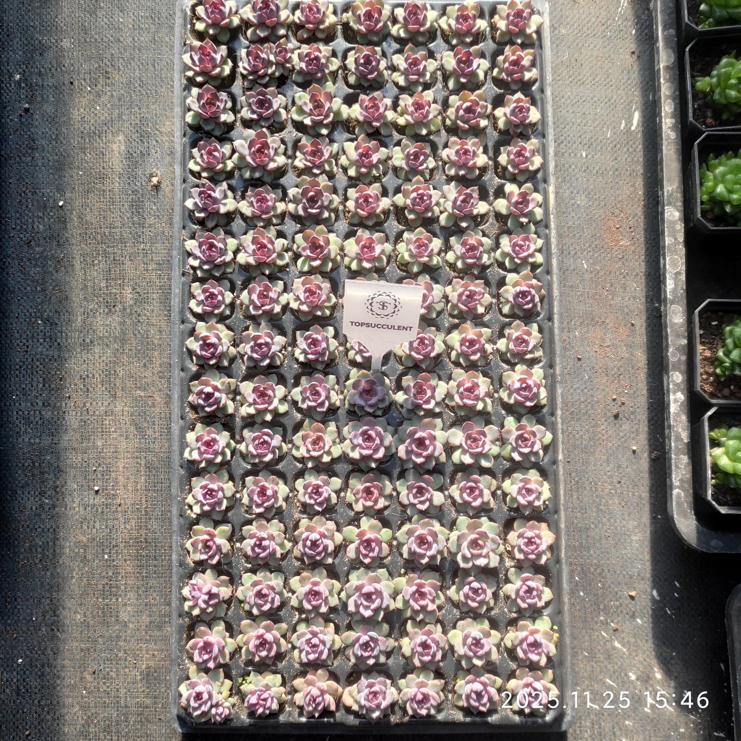 220691 チーズブルーベリー（3cm pot）（ポット苗）