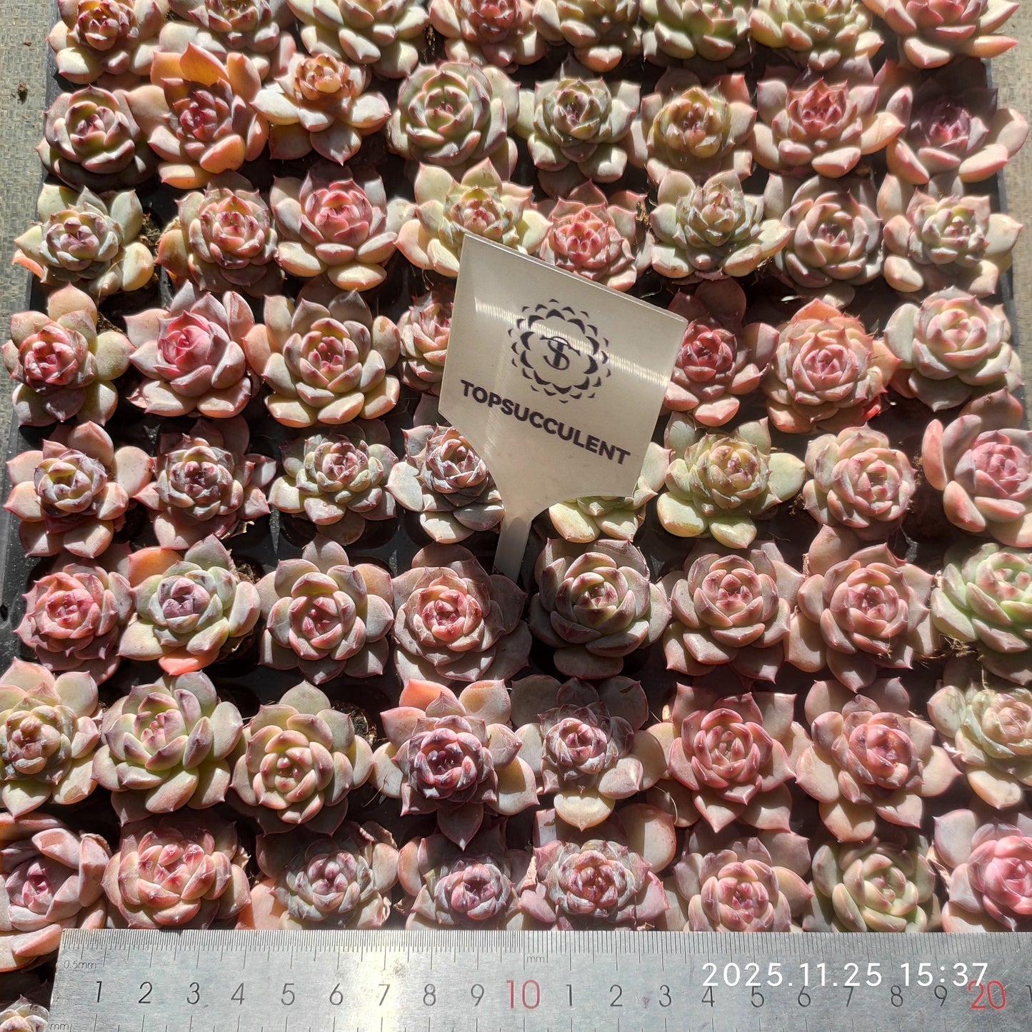 220541 アイス　ロータス（3cm pot）（ポット苗）