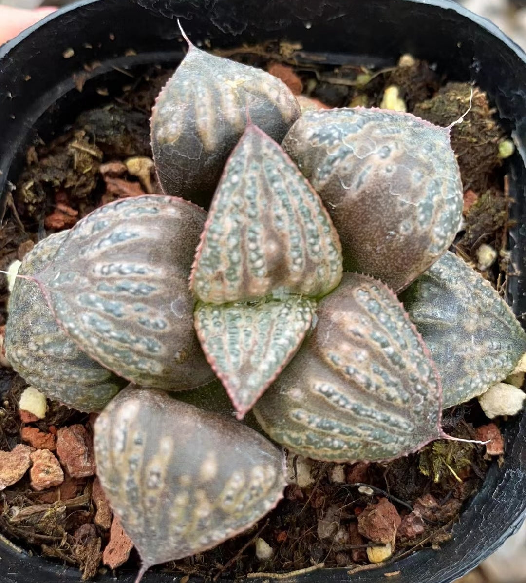CS120 白澤 はくたく (7cm pot)
