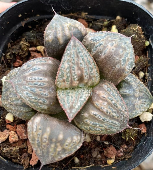 CS120 白澤 はくたく (7cm pot)
