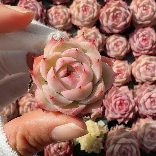 25213 ブラッシュ リージェント