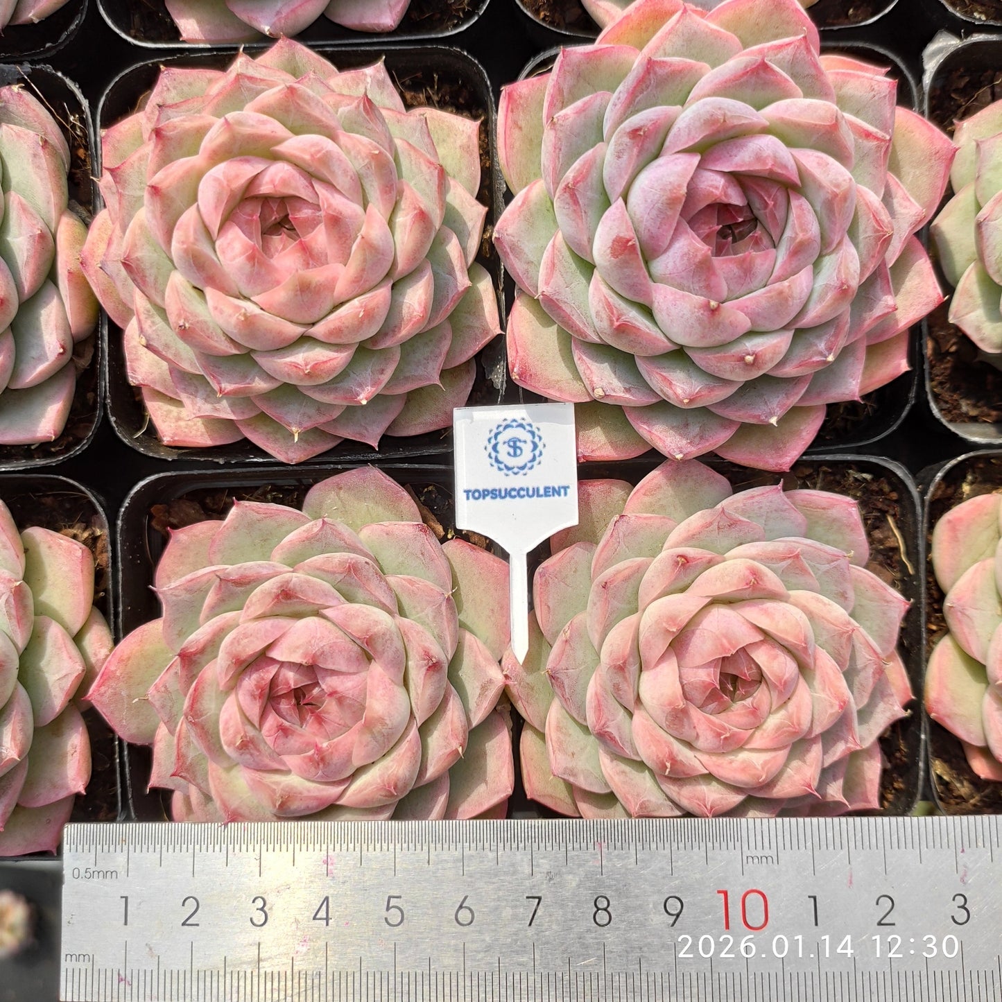 2626 クイーンオブピーチ