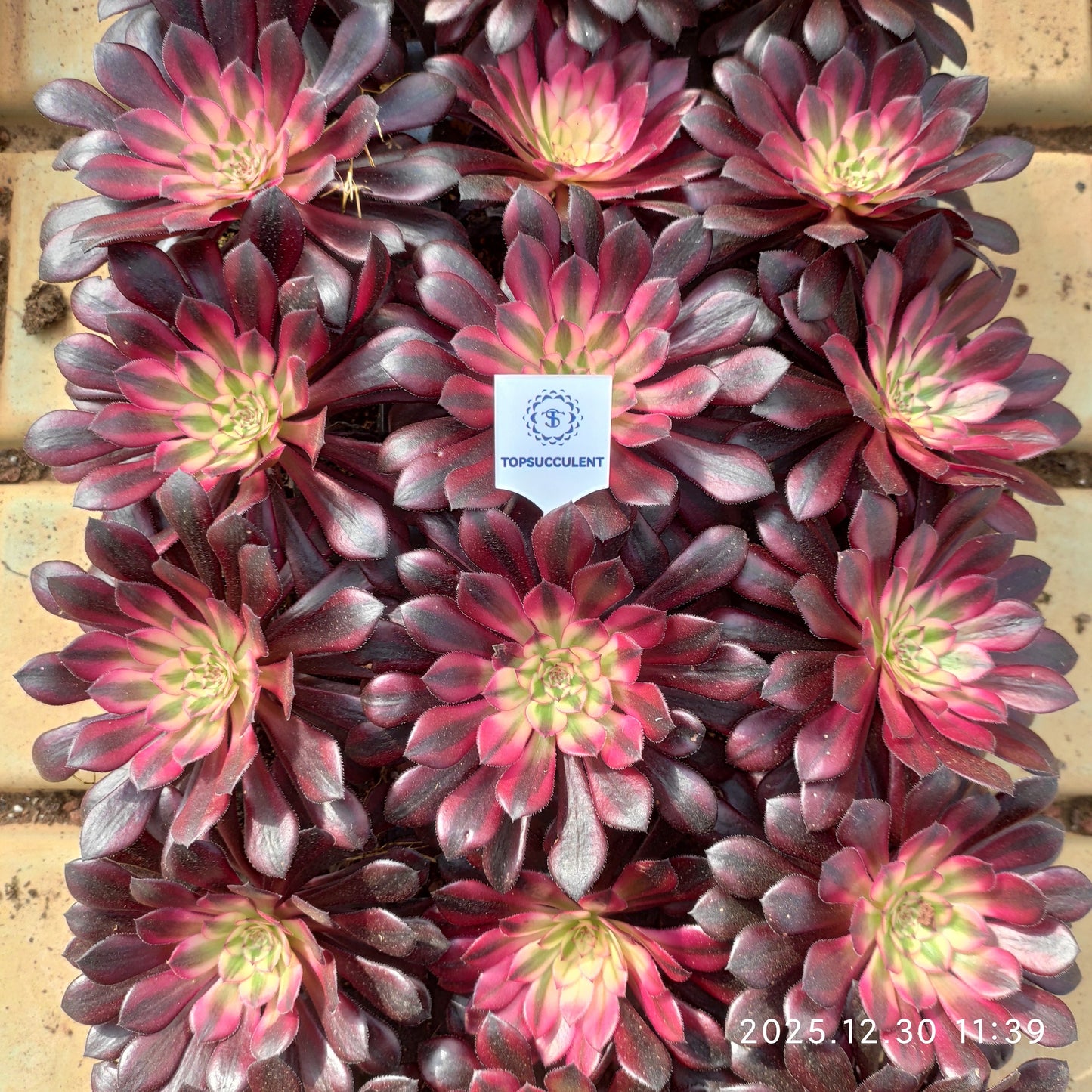 21301 コパー　ポット錦