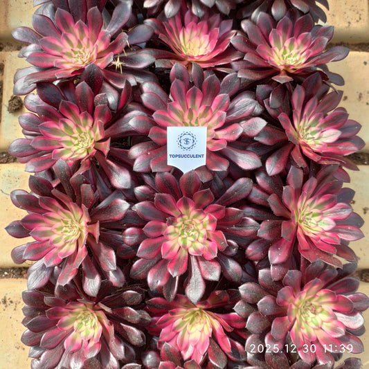 21301 コパー　ポット錦