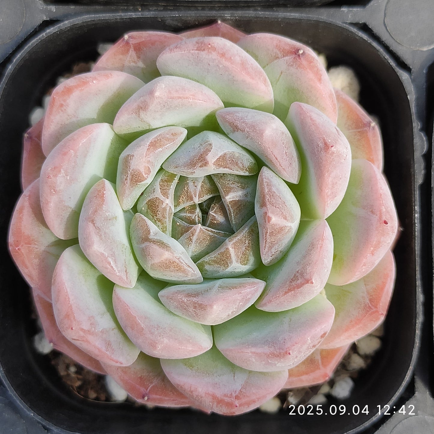 MMY741 スノー　タワー （5cm pot）
