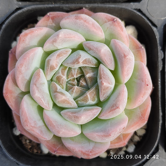 MMY741 スノー　タワー （5cm pot）