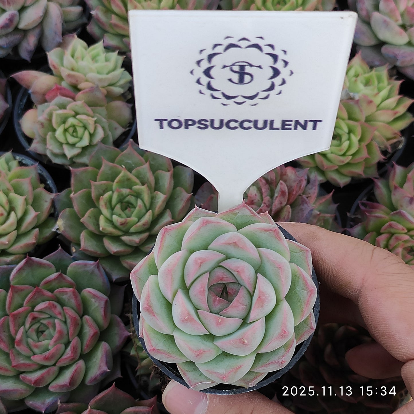 8439 クイーンオブピーチ（5.5cm pot）