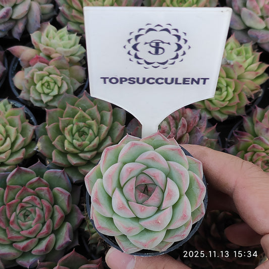 8439 クイーンオブピーチ（5.5cm pot）