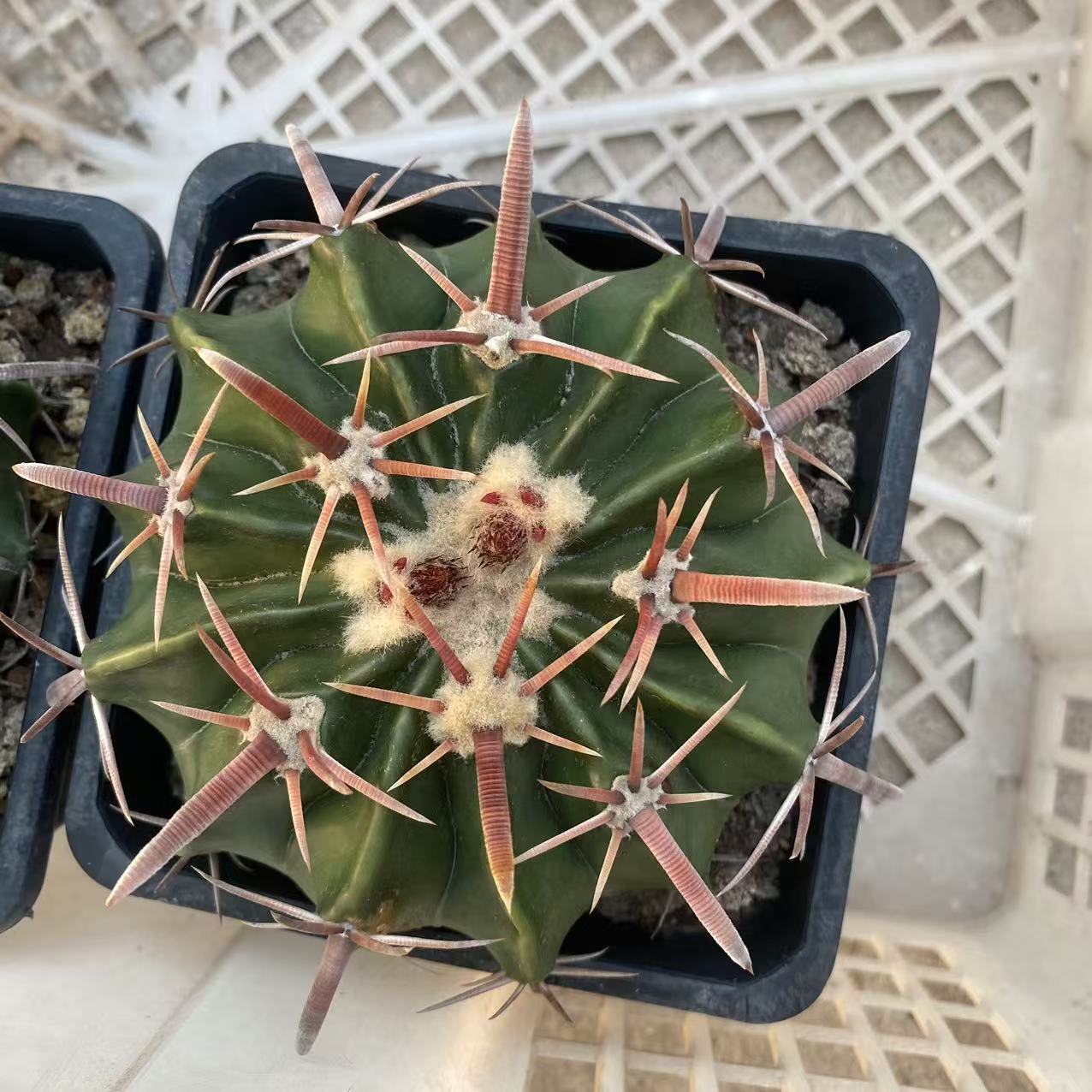 ZL484 綾波（10cm pot）