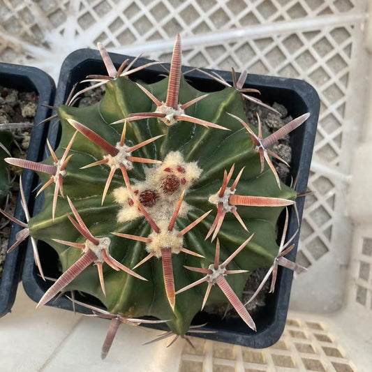 ZL484 綾波（10cm pot）