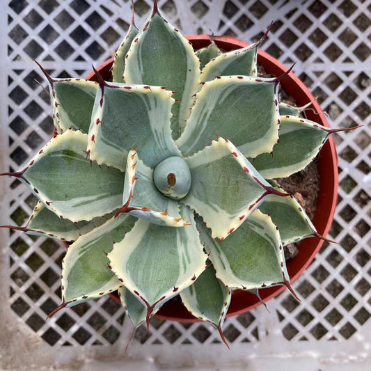 LJHH022 アガベ・ポタトルム　‘吉祥冠’　中斑（12cm pot）