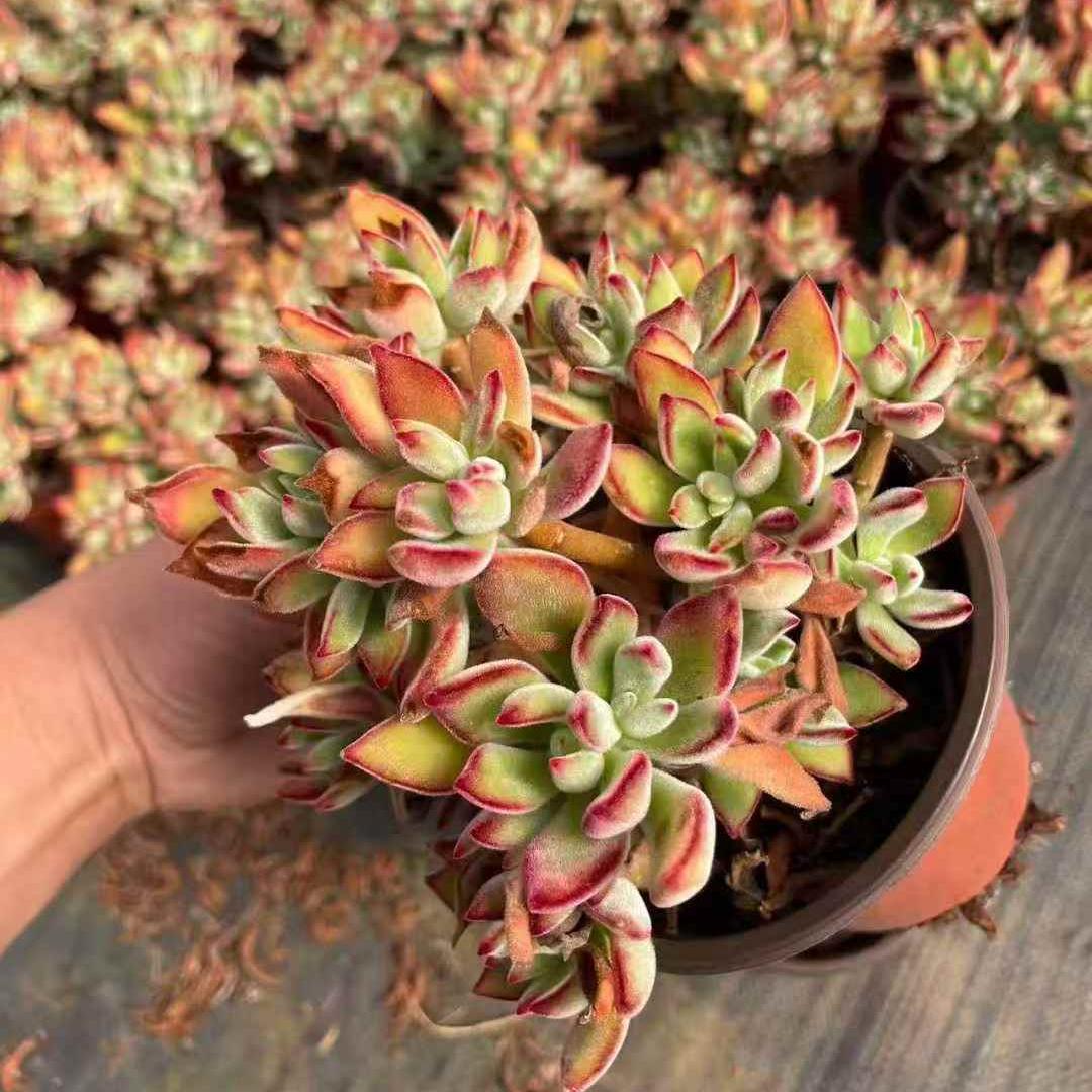 259821 プルビナータ ローズ