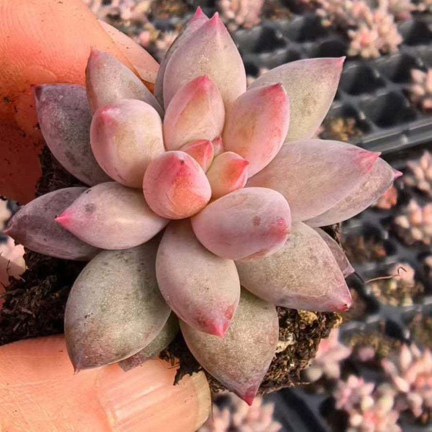 23528 チェリーズ（3cm pot）