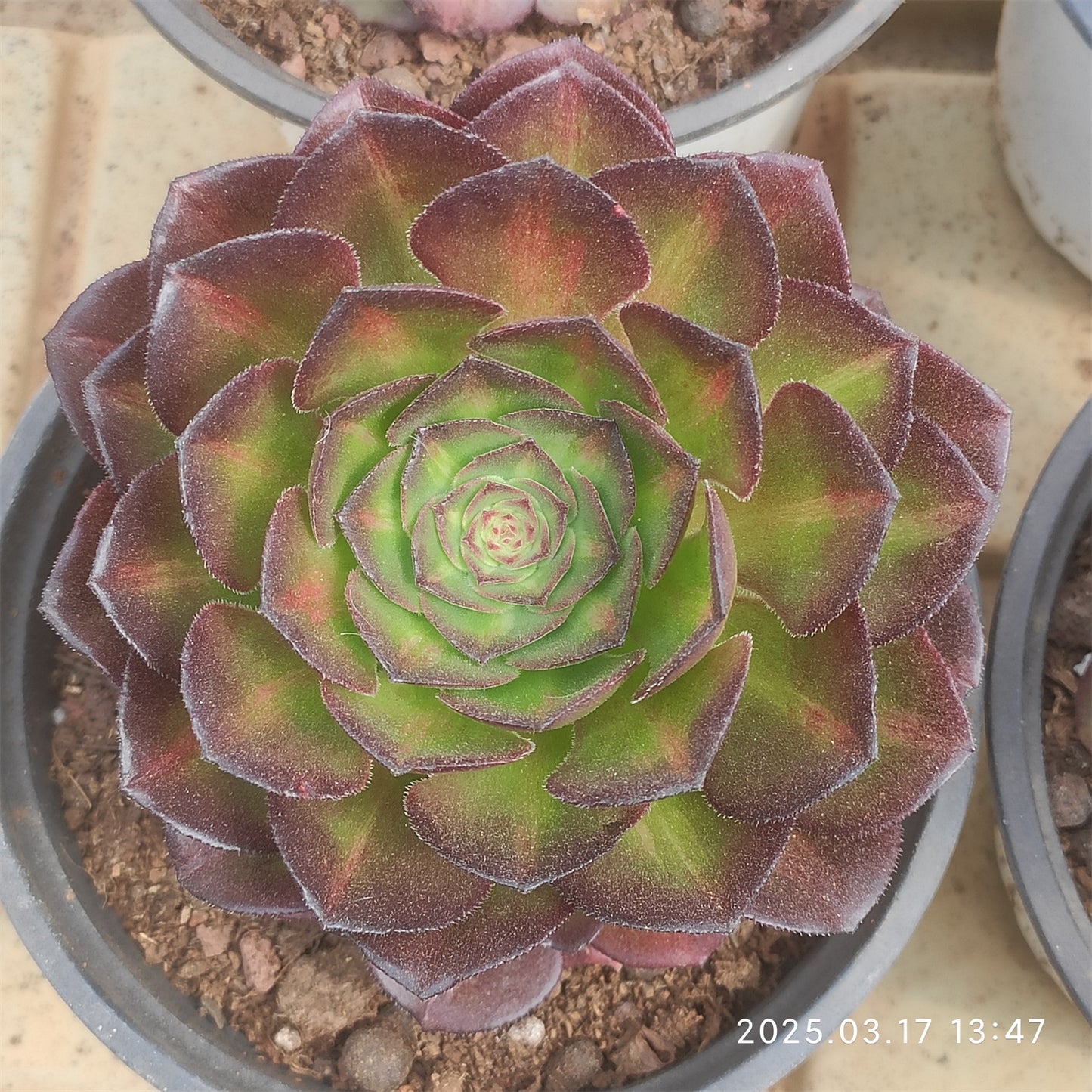 YS254 シー　キング(17cm pot )