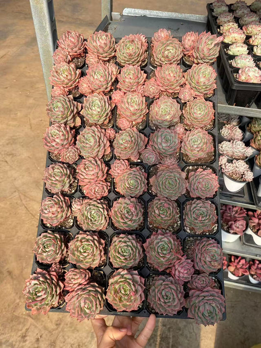 20712 リンドシアナー