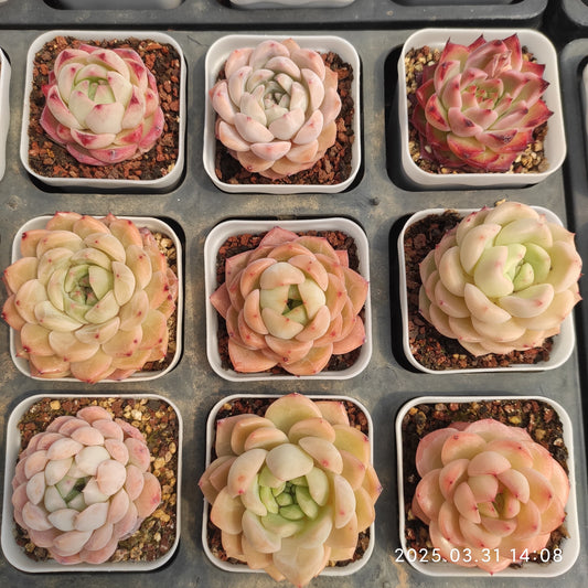DWZ316 ミックス苗 (5.5cm pot)