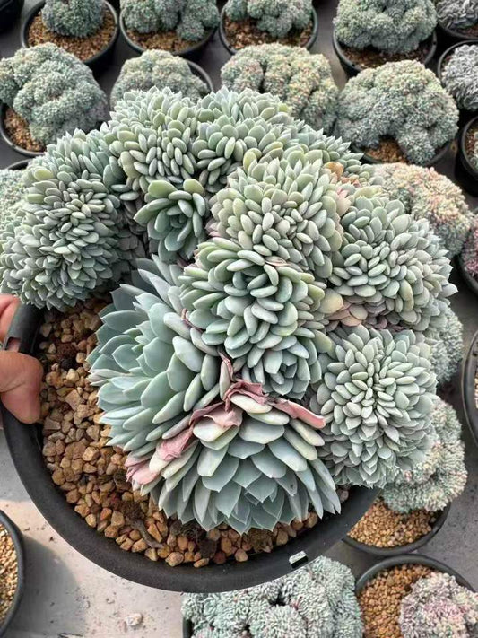 262621 ビゴニア綴化